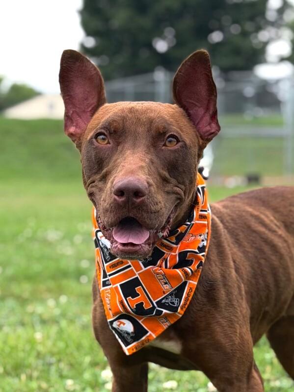 Ares, Adoptable, Young Male Pit Bull Terrier & Mixed Breed.