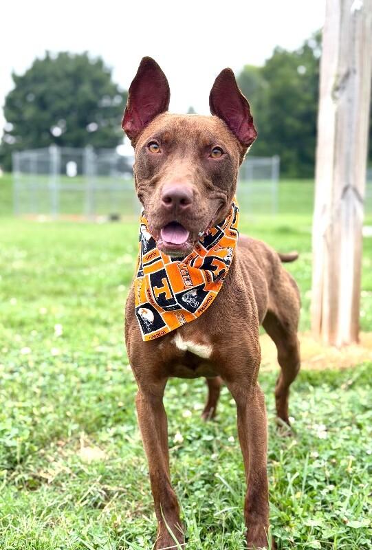 Ares, a Adoptable mixed breed in Maryville, TN image 2/5
