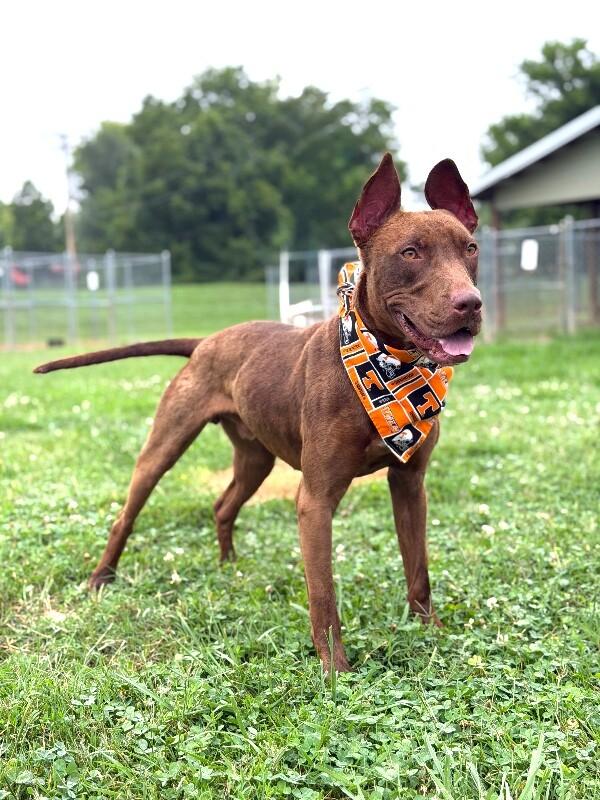 Ares, a Adoptable mixed breed in Maryville, TN image 3/5