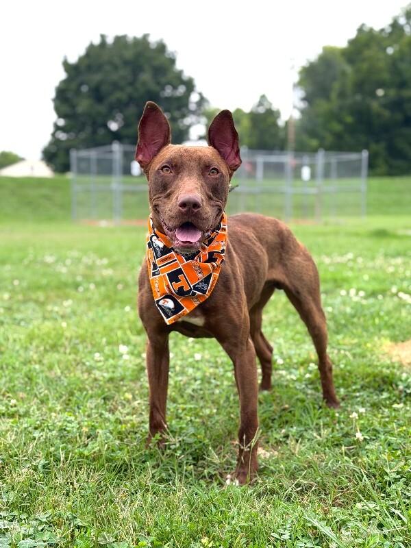 Ares, a Adoptable mixed breed in Maryville, TN image 4/5