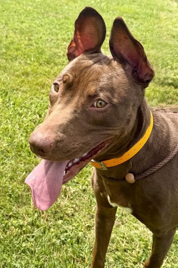 Ares, a Adoptable mixed breed in Maryville, TN image 5/5