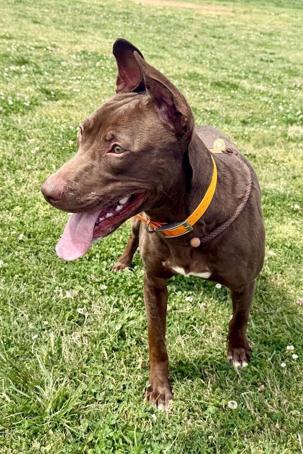 Enlarge Ares, a Adoptable Pit Bull Terrier in Maryville, TN image 6/6