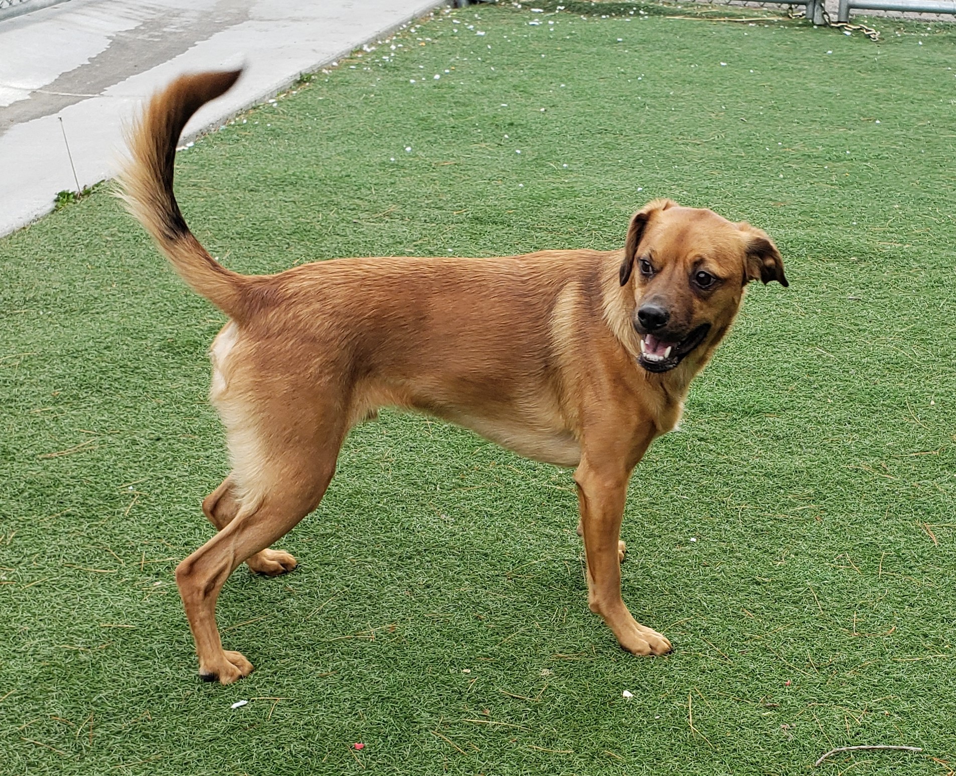 Enlarge Ozzy, a Adopted Mixed Breed in Crystal City, MO image 1/1