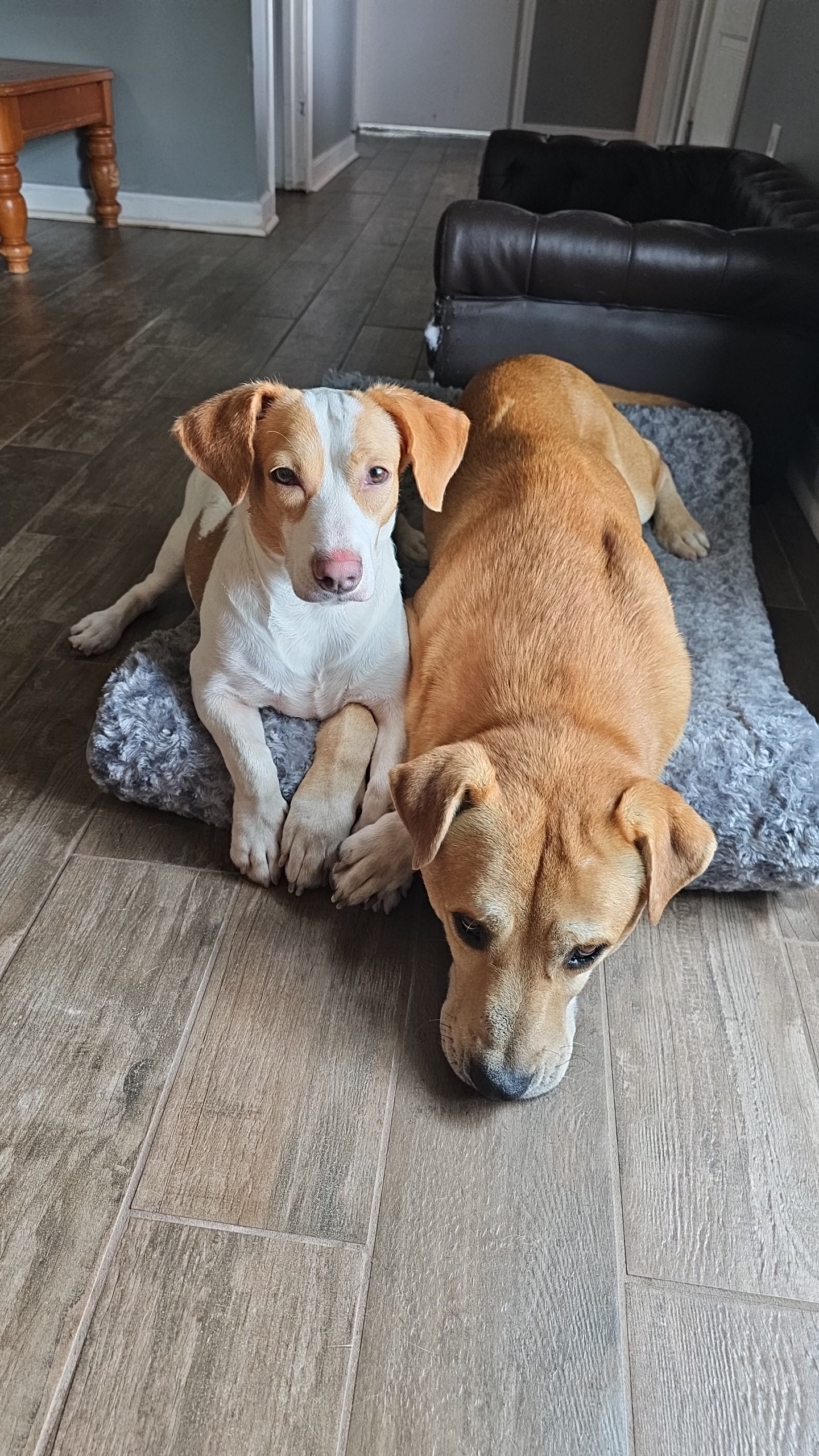 Dog for adoption Arnold, a Yellow Labrador Retriever Mix in Coeur d Alene, ID Petfinder