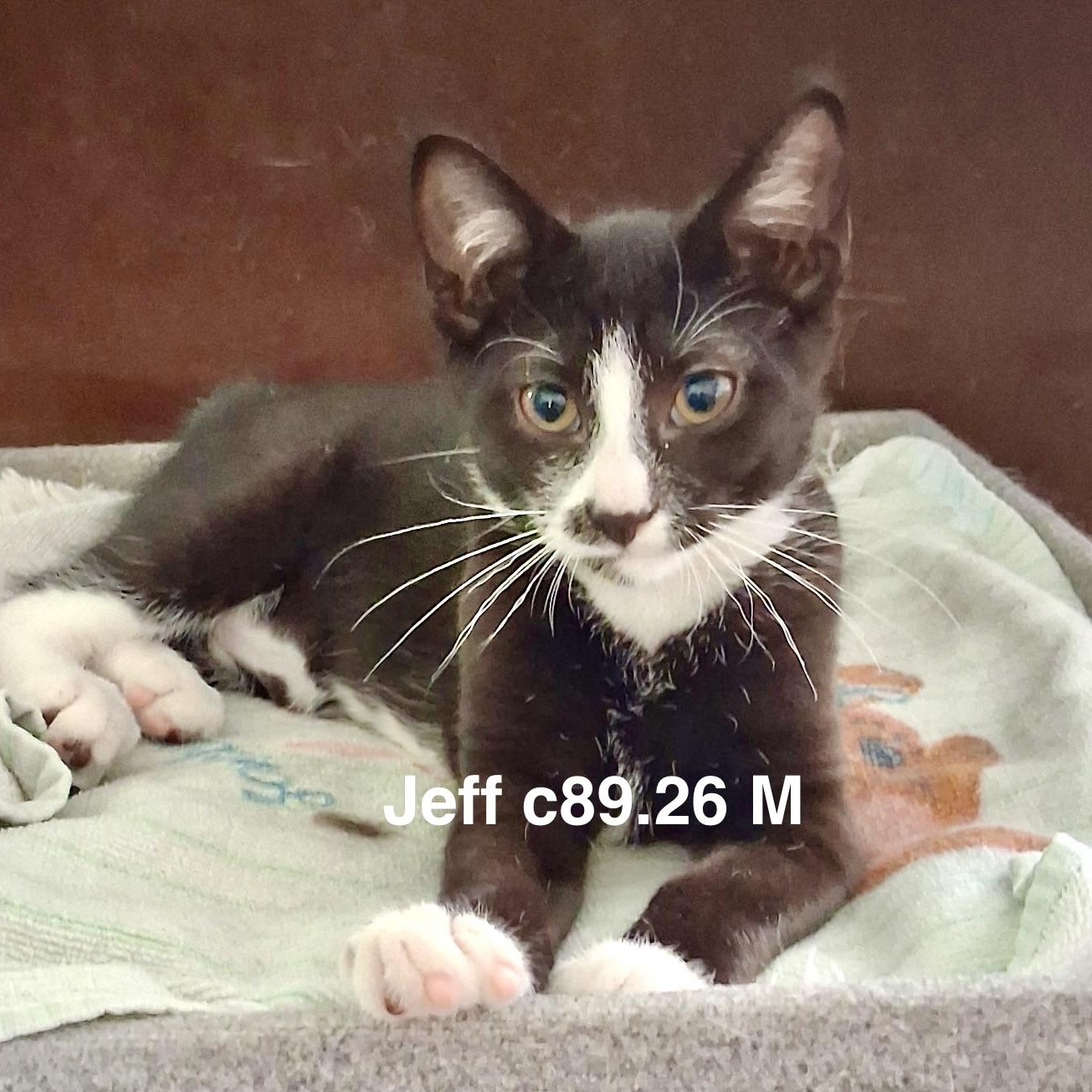 Enlarge Foster Jeff, a ADOPTABLE Domestic Short Hair in Batavia, NY image 1/1