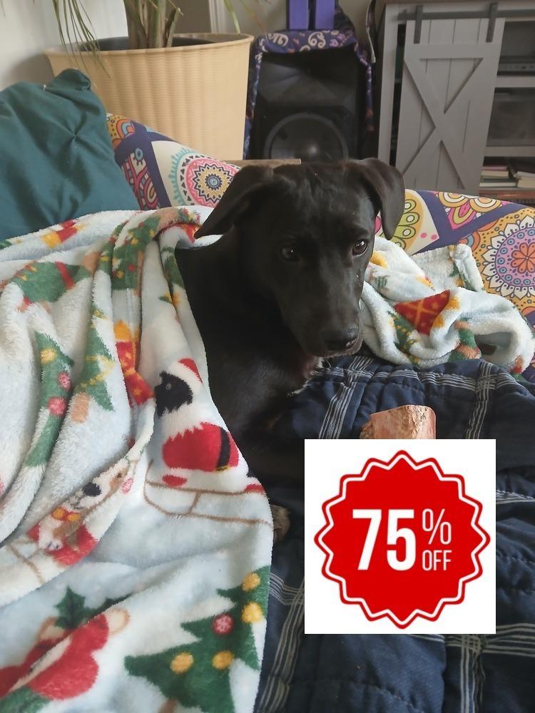 Viva, Adoptable, Young Female Terrier & Australian Cattle Dog / Blue Heeler.