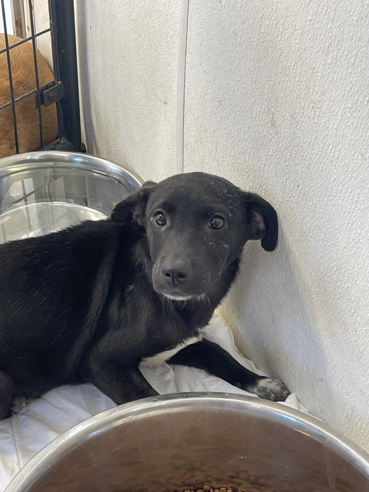 Enlarge Viva, a Adoptable mixed breed in Bolivar, MO image 1/2