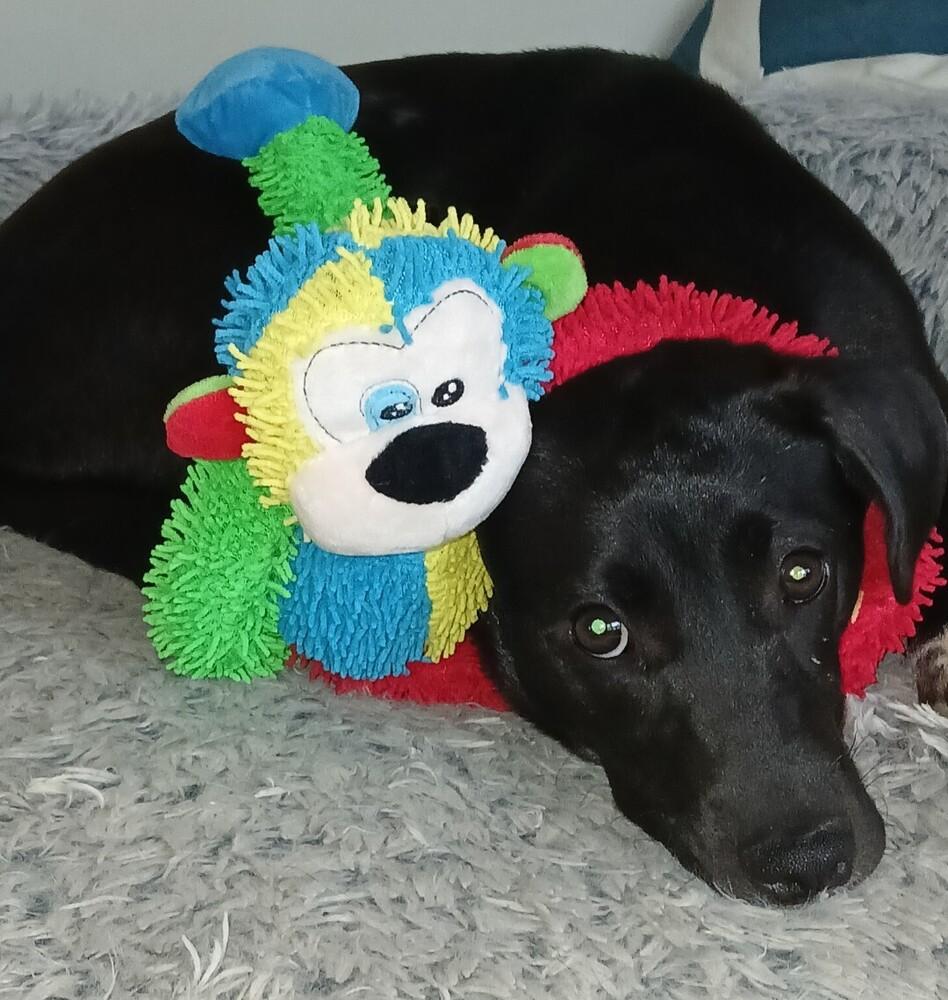 Viva, Adoptable, Puppy Female Terrier & Australian Cattle Dog / Blue Heeler.