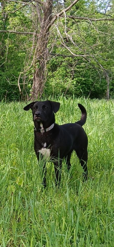 Enlarge Viva, a Adoptable mixed breed in Bolivar, MO image 3/4