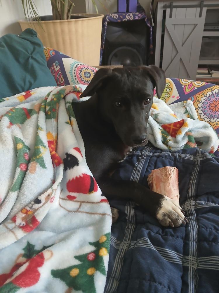 Enlarge Viva, a Adoptable mixed breed in Bolivar, MO image 4/4