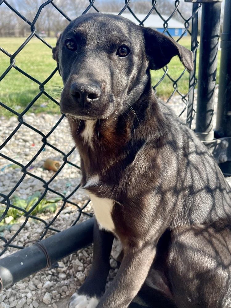 Enlarge Viva, a Adoptable mixed breed in Bolivar, MO image 2/2