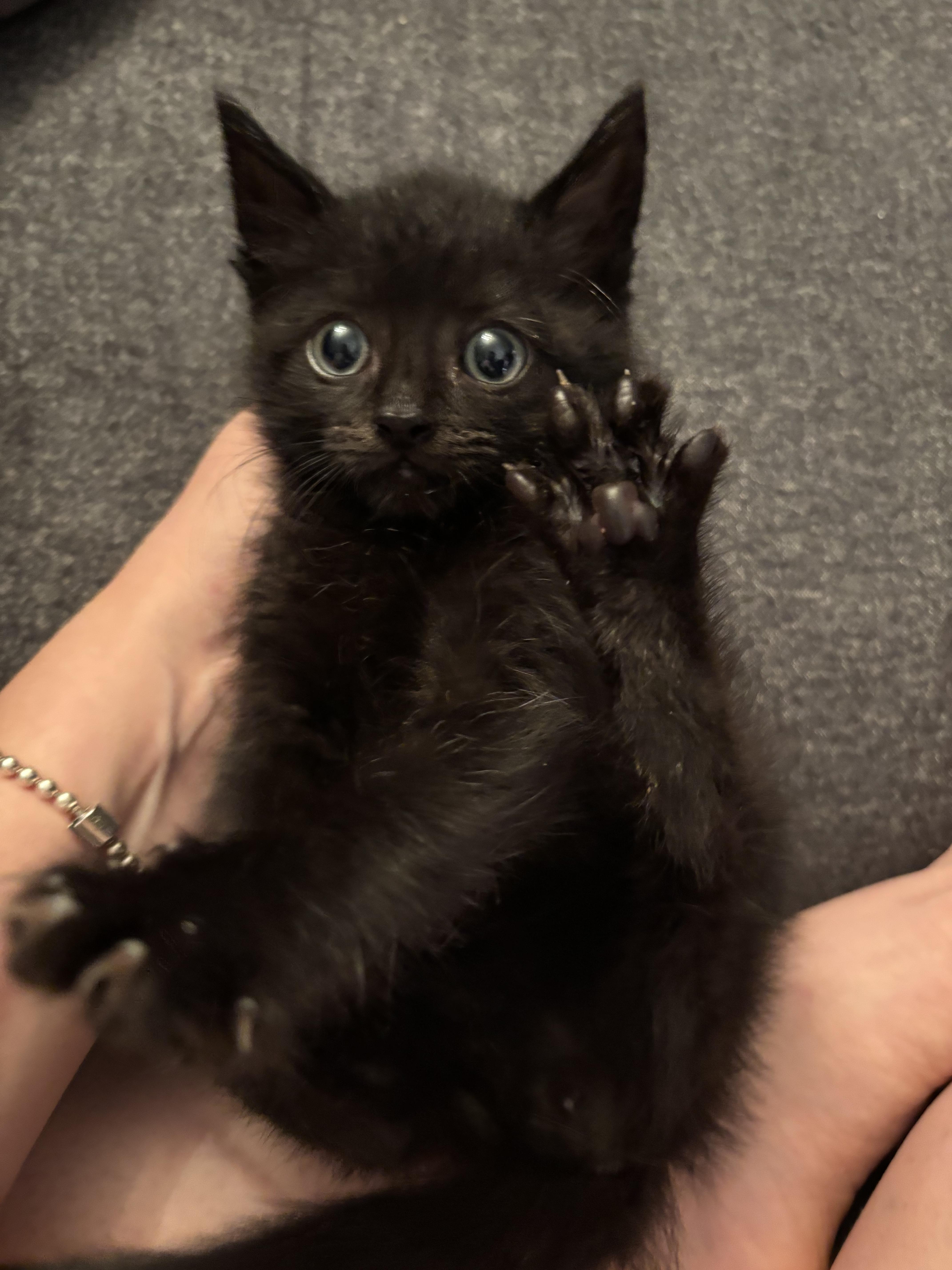 Enlarge EMBRY, an adopted Domestic Medium Hair in Tillsonburg, ON image 3/6