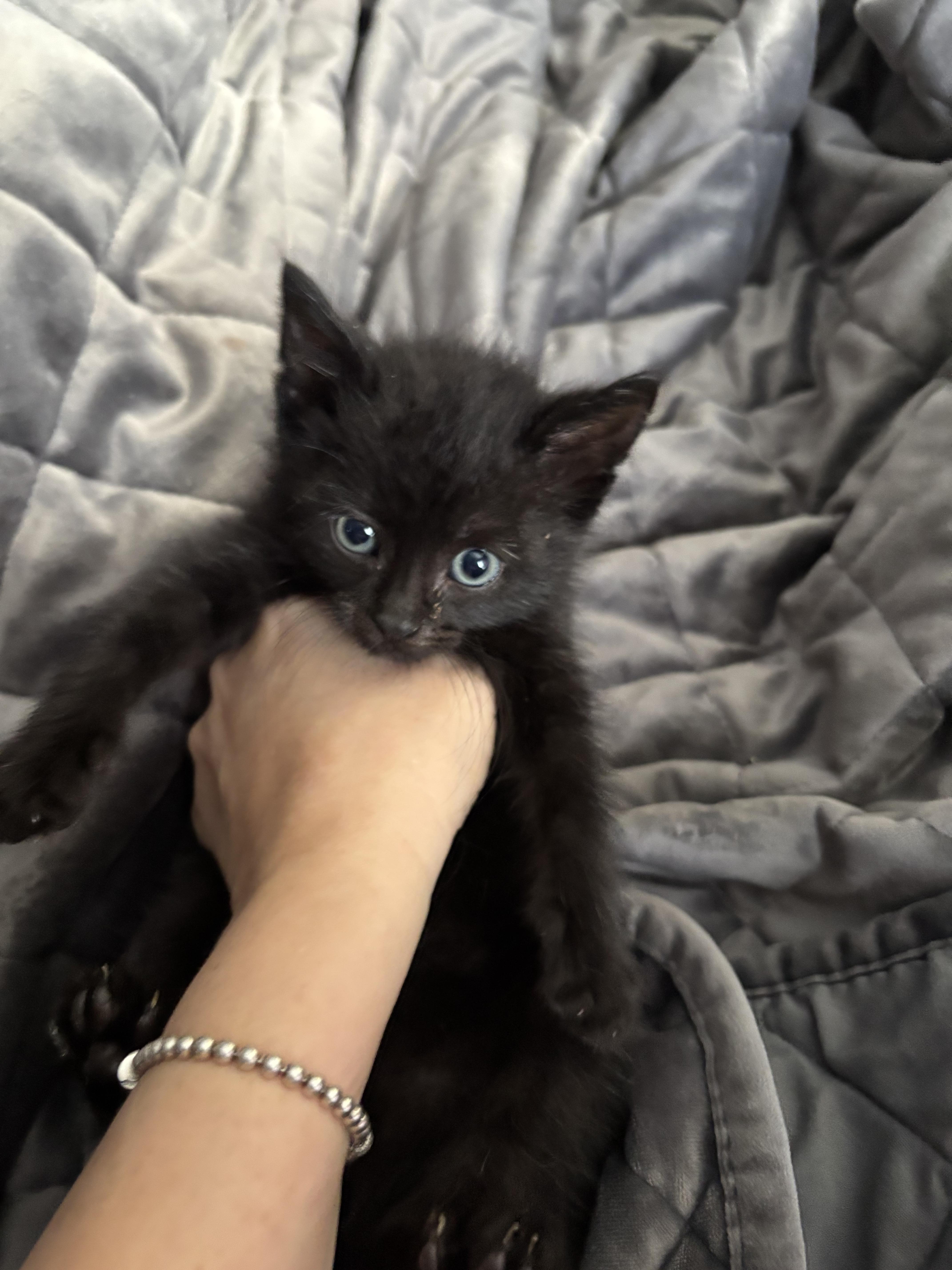 Enlarge EMBRY, an adopted Domestic Medium Hair in Tillsonburg, ON image 2/6