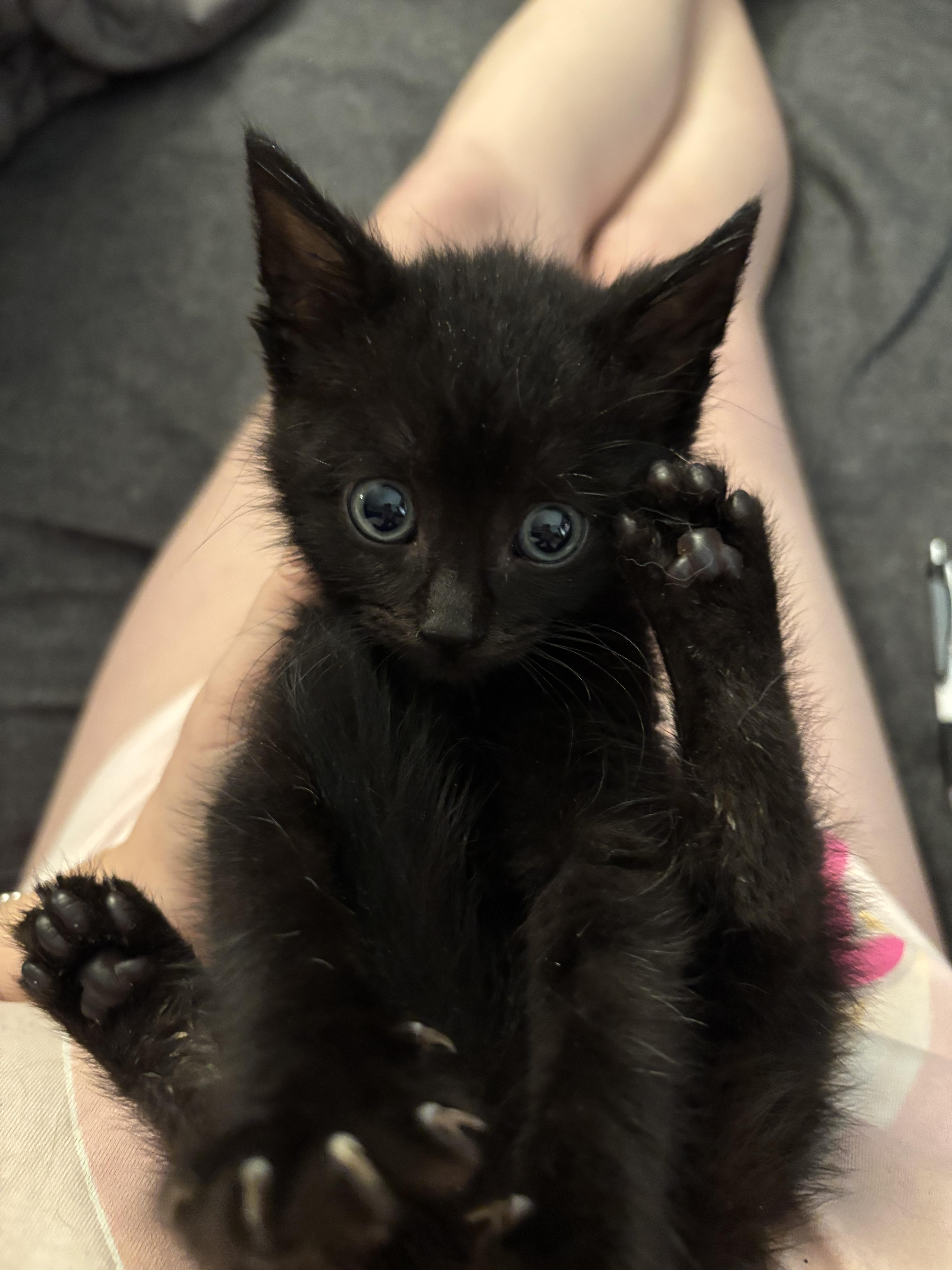 Enlarge EMBRY, an adopted Domestic Medium Hair in Tillsonburg, ON image 4/6