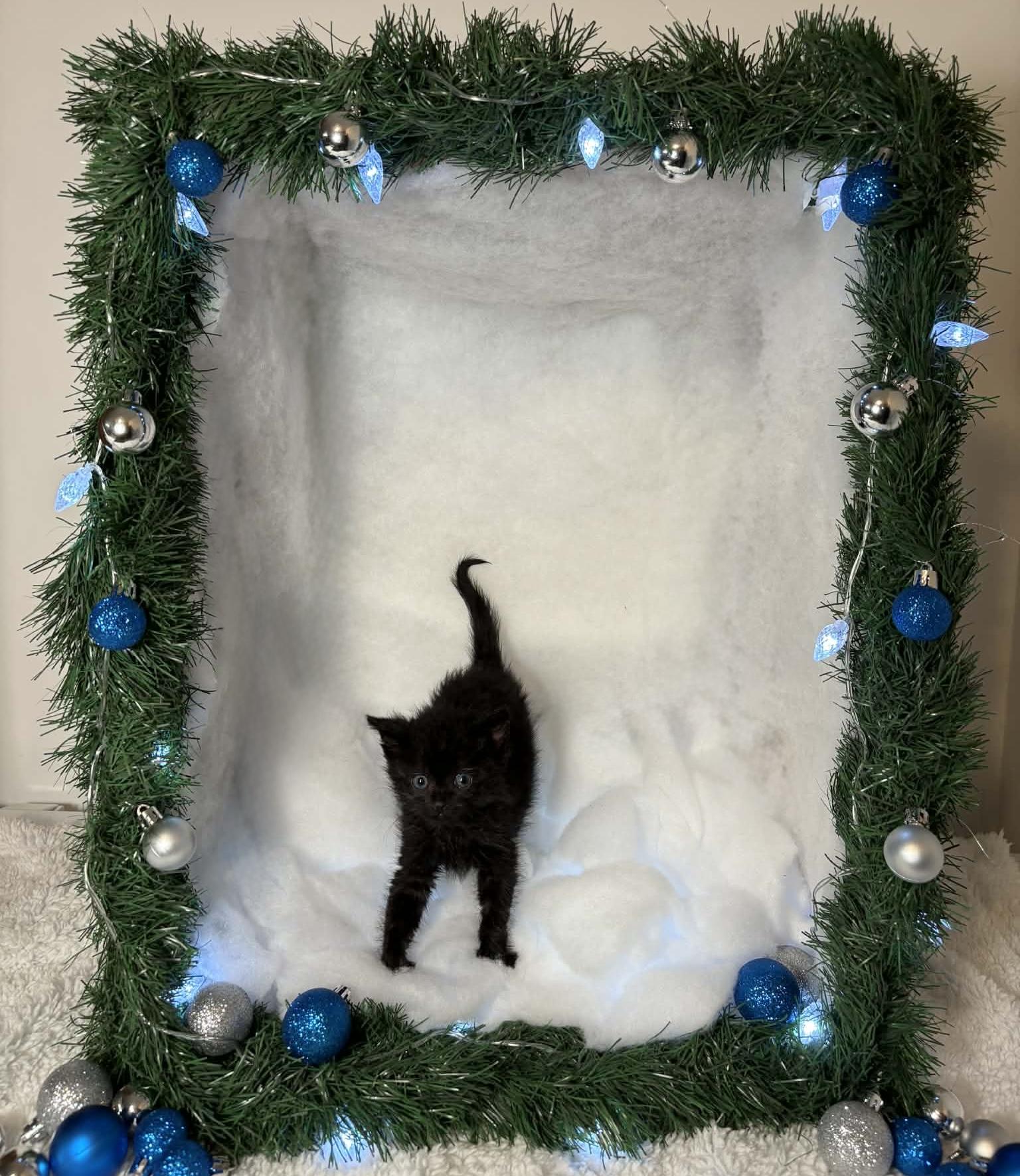 Enlarge EMBRY, an adopted Domestic Medium Hair in Tillsonburg, ON image 5/6