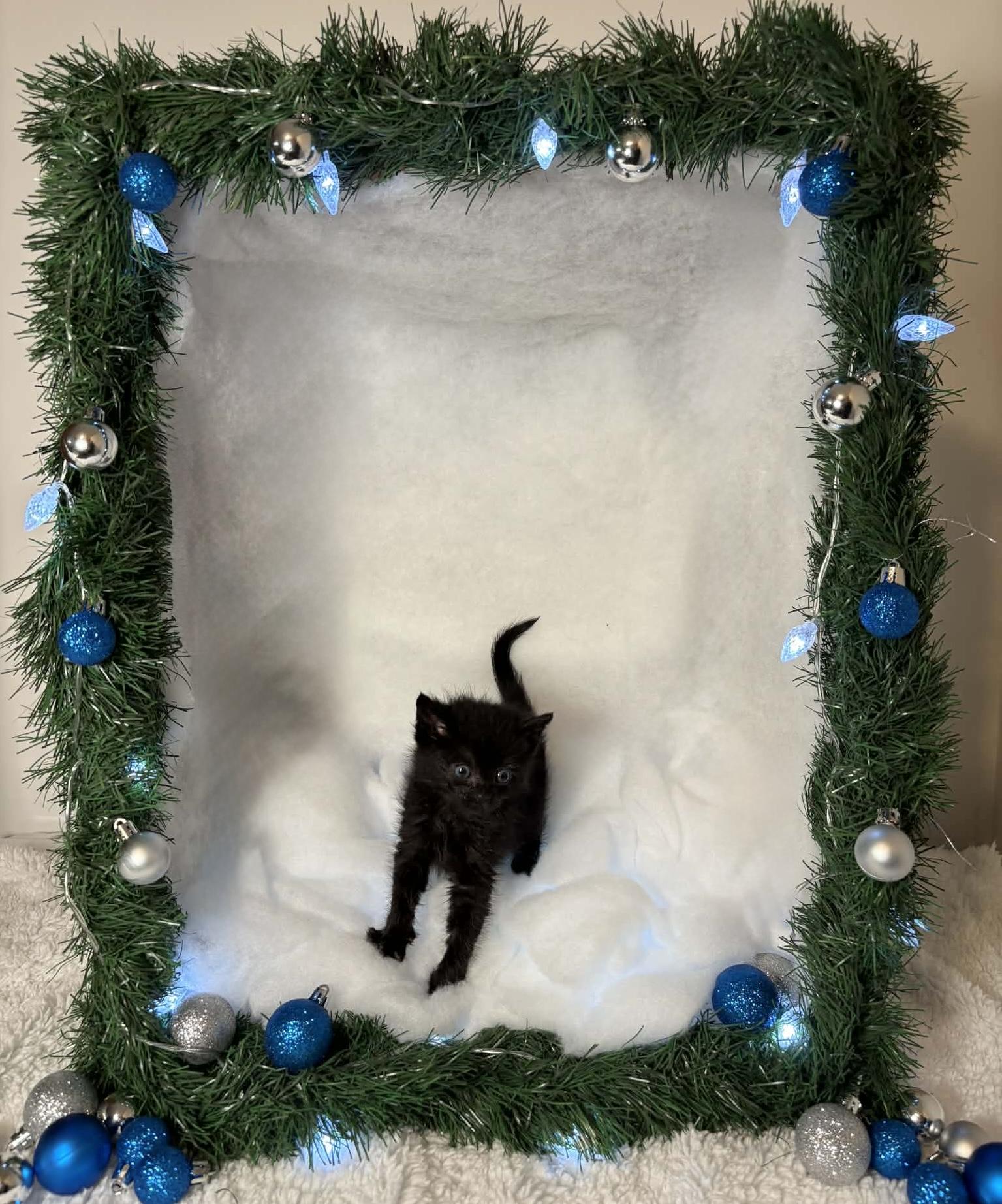 Enlarge EMBRY, an adopted Domestic Medium Hair in Tillsonburg, ON image 6/6