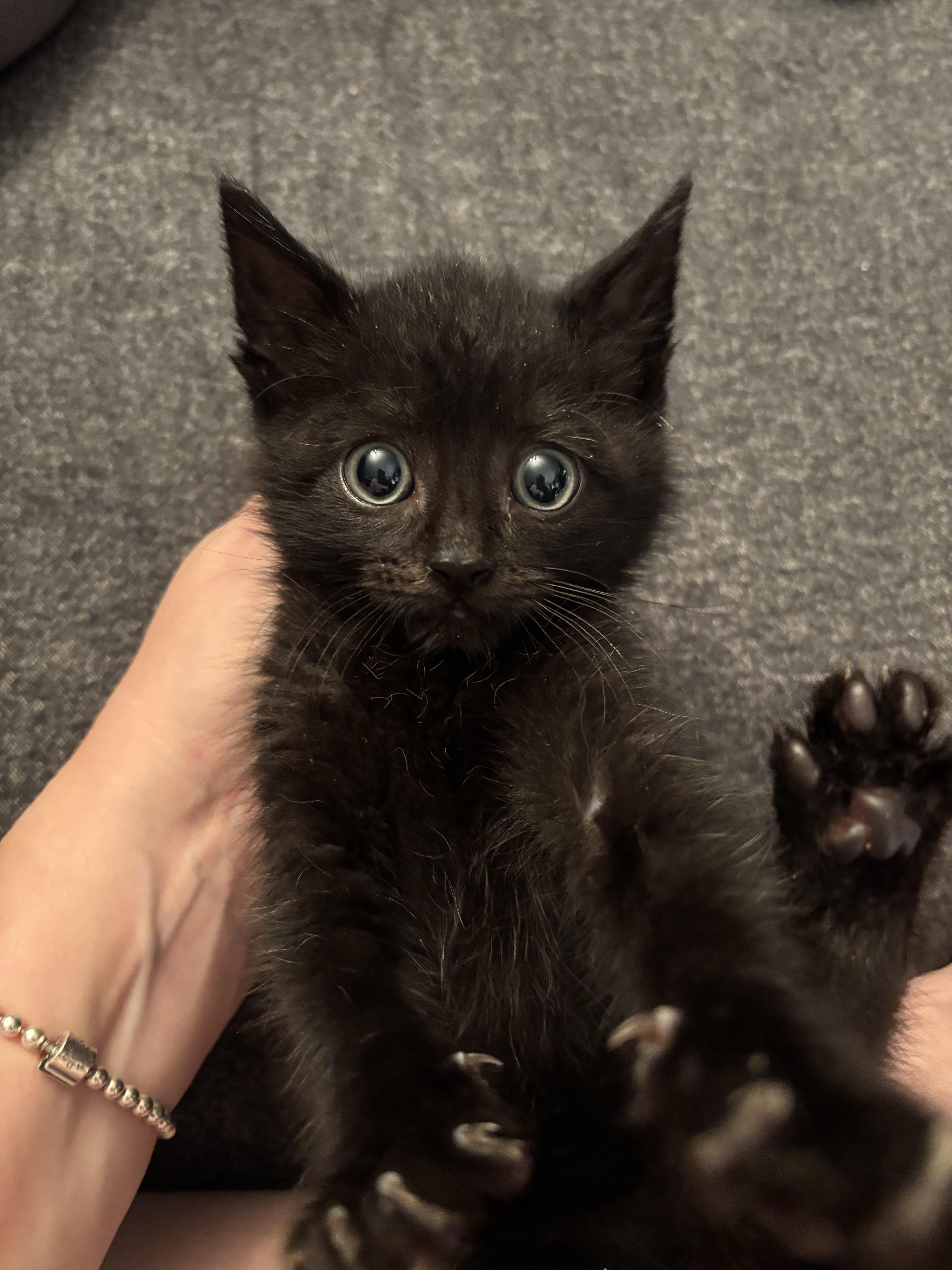 Enlarge EMBRY, an adopted Domestic Medium Hair in Tillsonburg, ON image 1/6