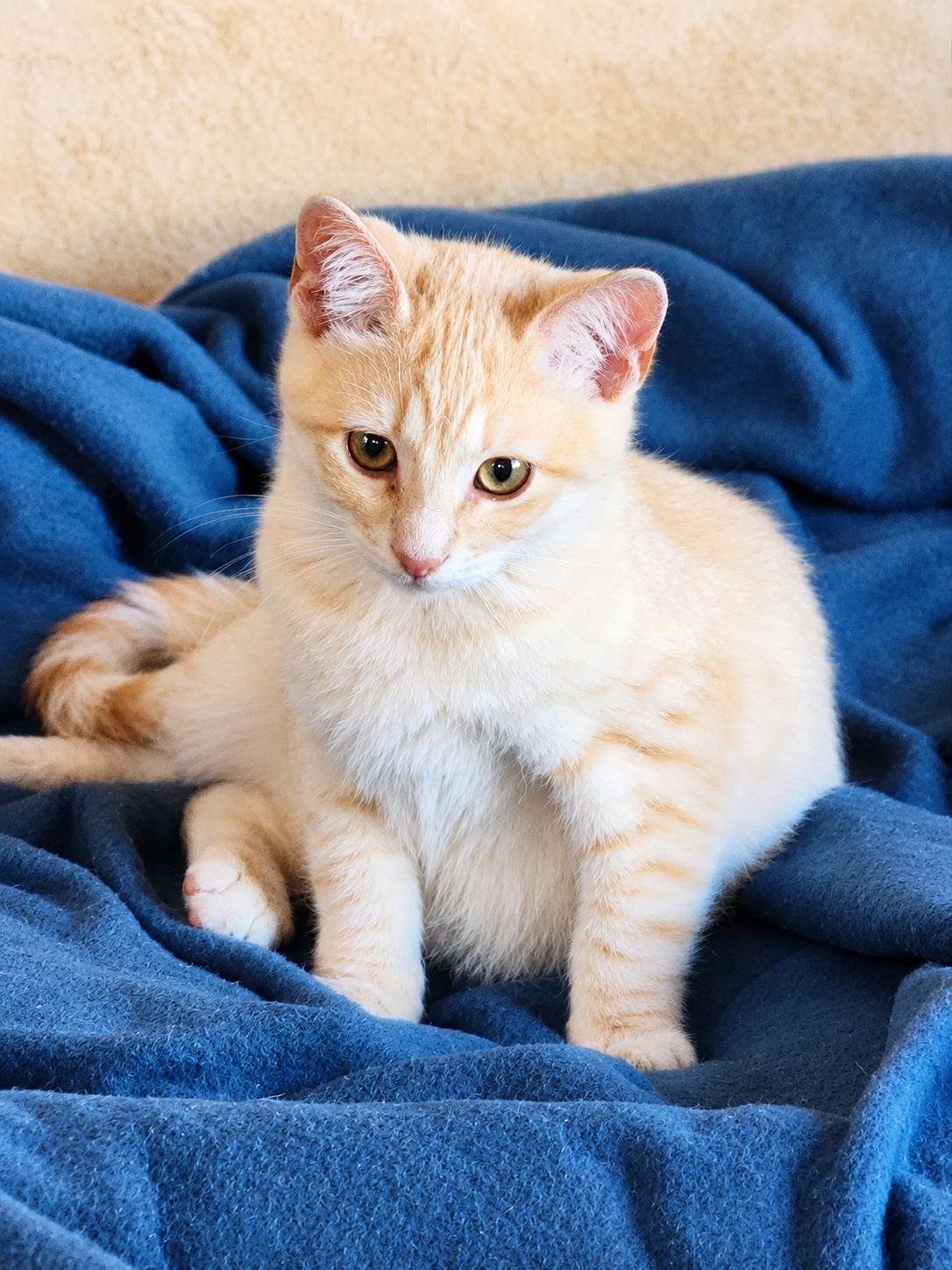 Enlarge LEO, an adopted American Shorthair in Pinedale, WY image 1/2