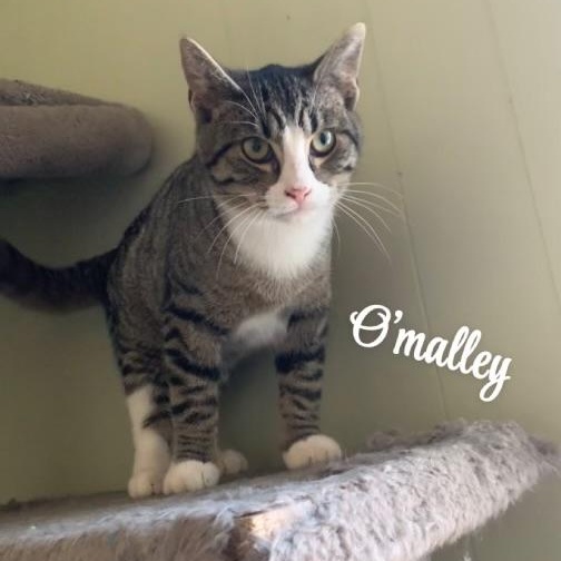 O’Malley, Adoptable, Young Male Domestic Short Hair.