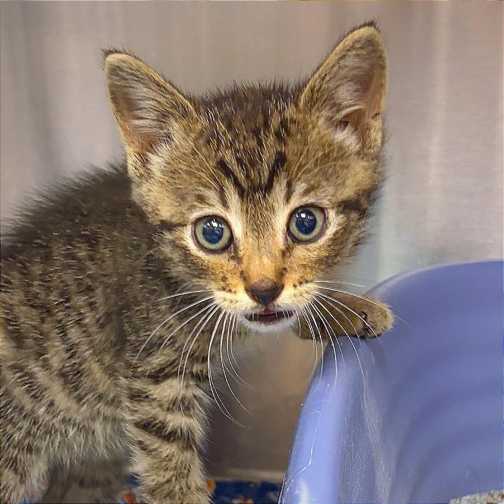 Trucker, Adoptable, Kitten Male Domestic Short Hair.