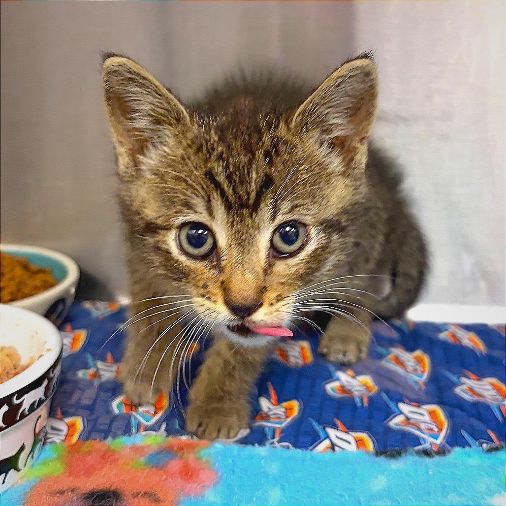Trucker, a Adoptable Domestic Short Hair in Hannibal, MO image 2/3