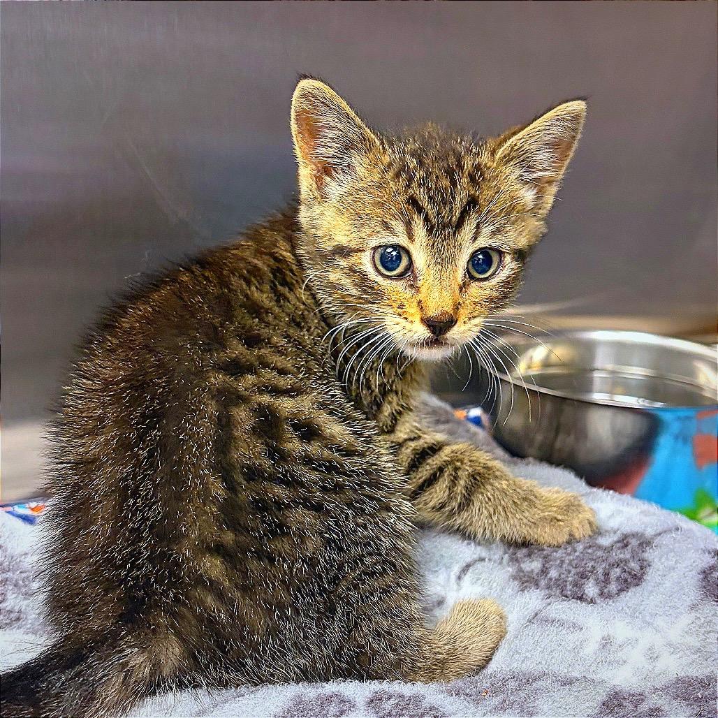 Trucker, a Adoptable Domestic Short Hair in Hannibal, MO image 3/3