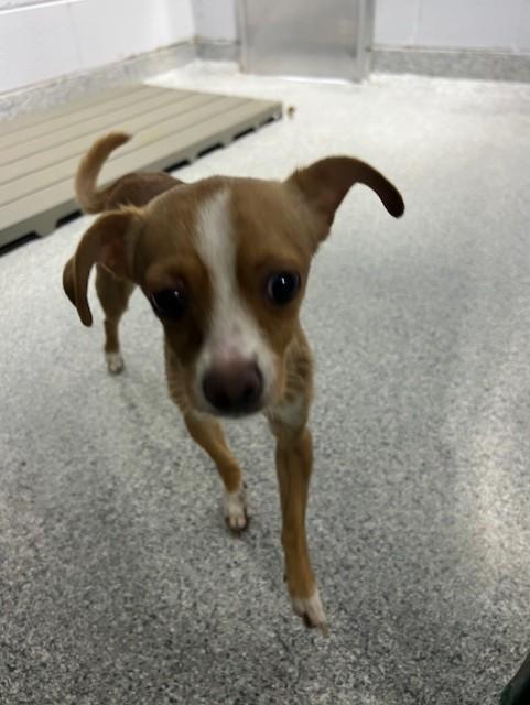 Lauren, a ADOPTABLE Chihuahua in Rocky Mount, NC image 2/2