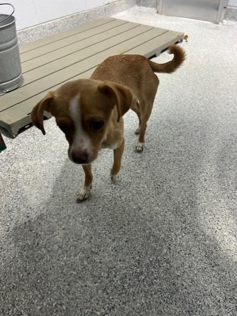 Lauren, ADOPTABLE, Young Female Chihuahua.