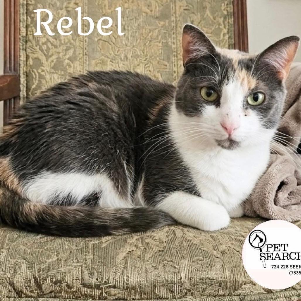 Rebel, Adoptable, Adult Female Domestic Short Hair.