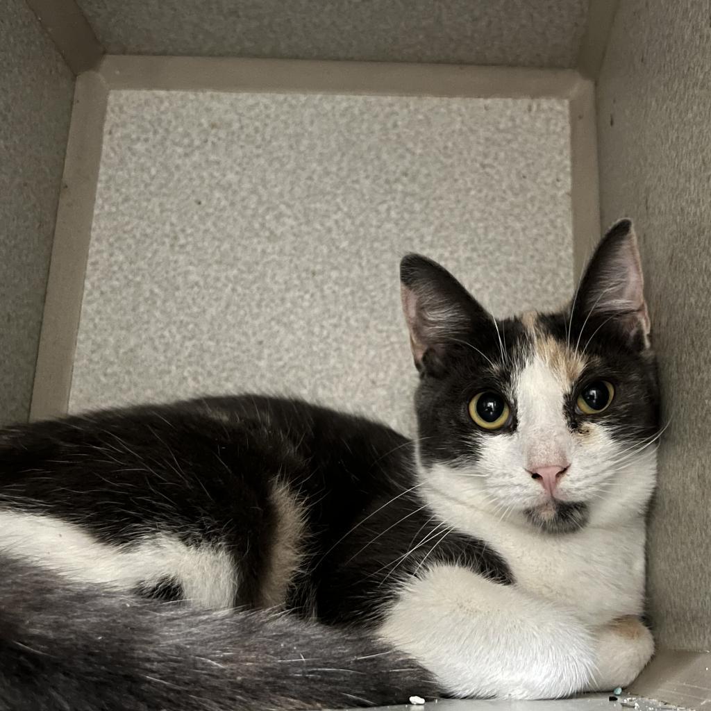 Enlarge Rebel, a Adoptable Domestic Short Hair in Washington, PA image 2/3