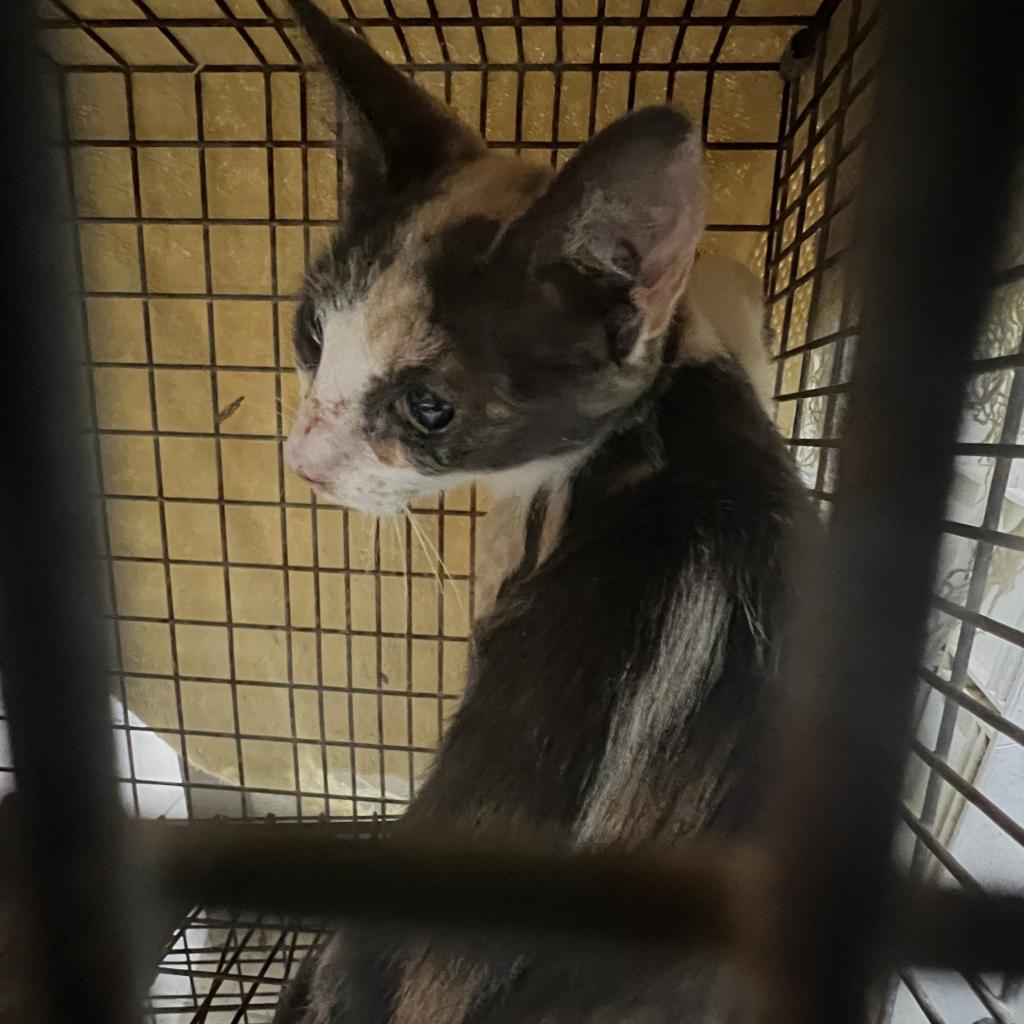 Enlarge Rebel, a Adoptable Domestic Short Hair in Washington, PA image 3/3