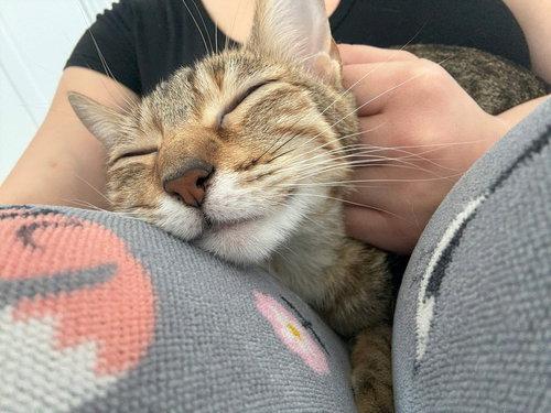 Enlarge Pumyra OR14302-T, an adopted mixed breed in Beaverton, OR image 2/4