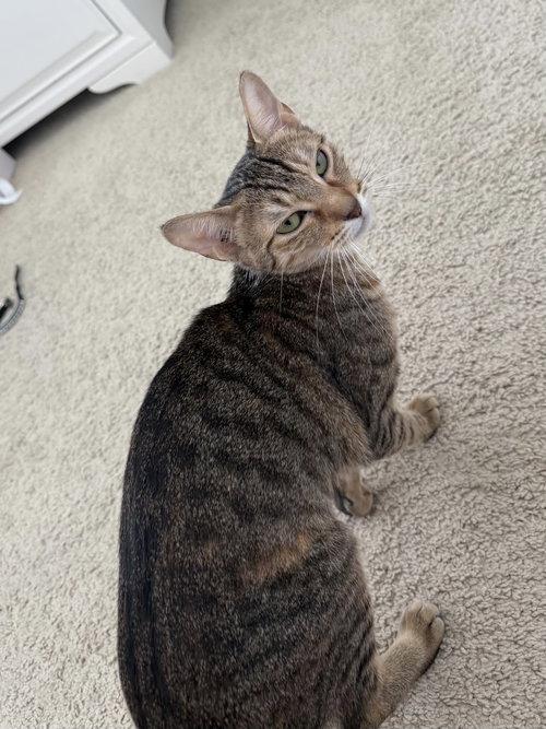 Enlarge Pumyra OR14302-T, an adopted mixed breed in Beaverton, OR image 4/4