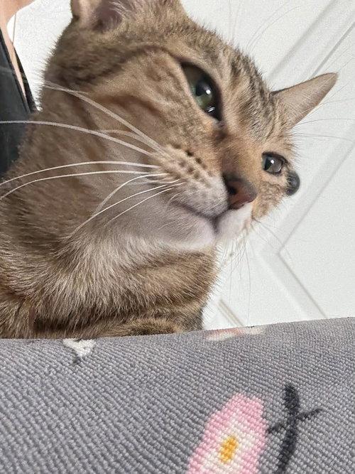 Enlarge Pumyra OR14302-T, an adopted mixed breed in Beaverton, OR image 1/4