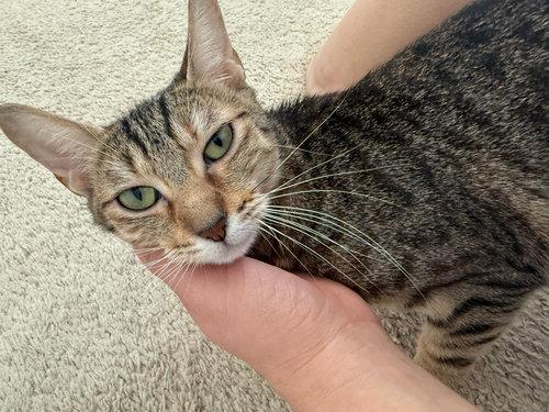 Enlarge Pumyra OR14302-T, an adopted mixed breed in Beaverton, OR image 3/4