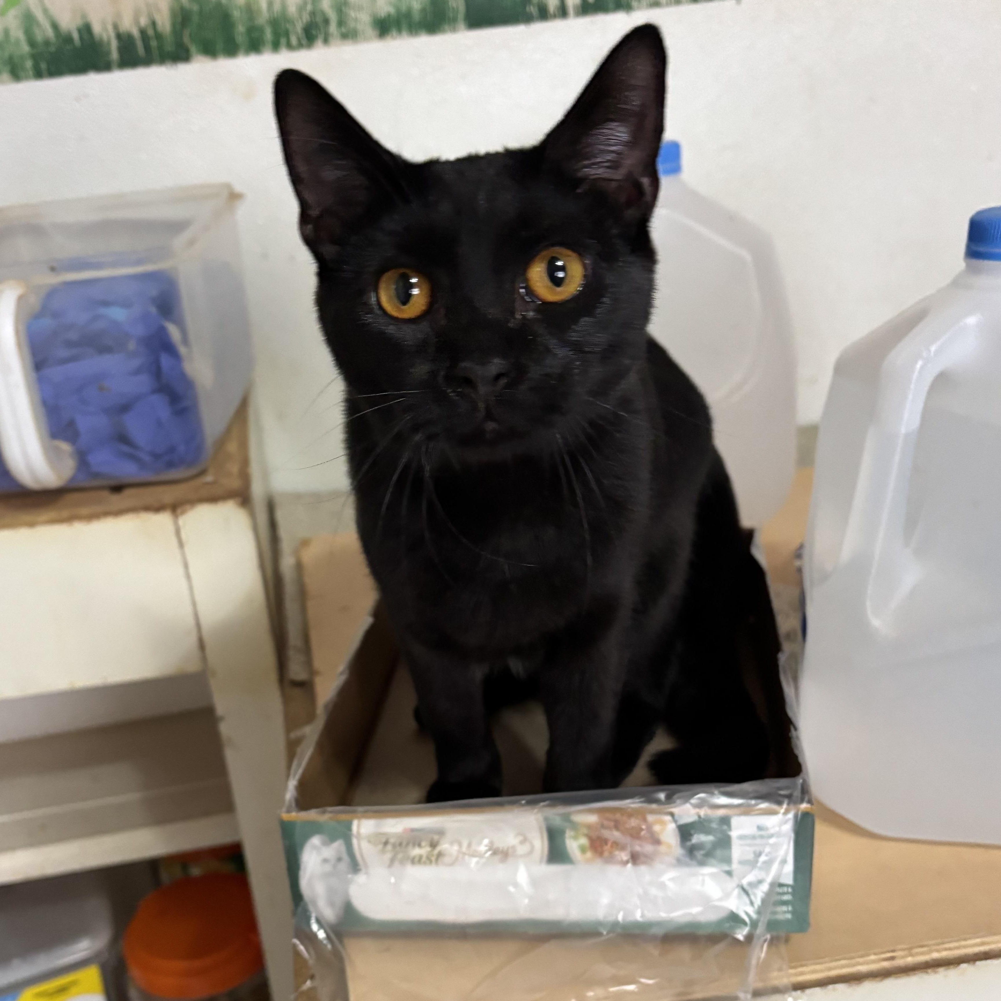 Enlarge Ruby, a Adoptable Domestic Short Hair in Anderson , SC image 1/3