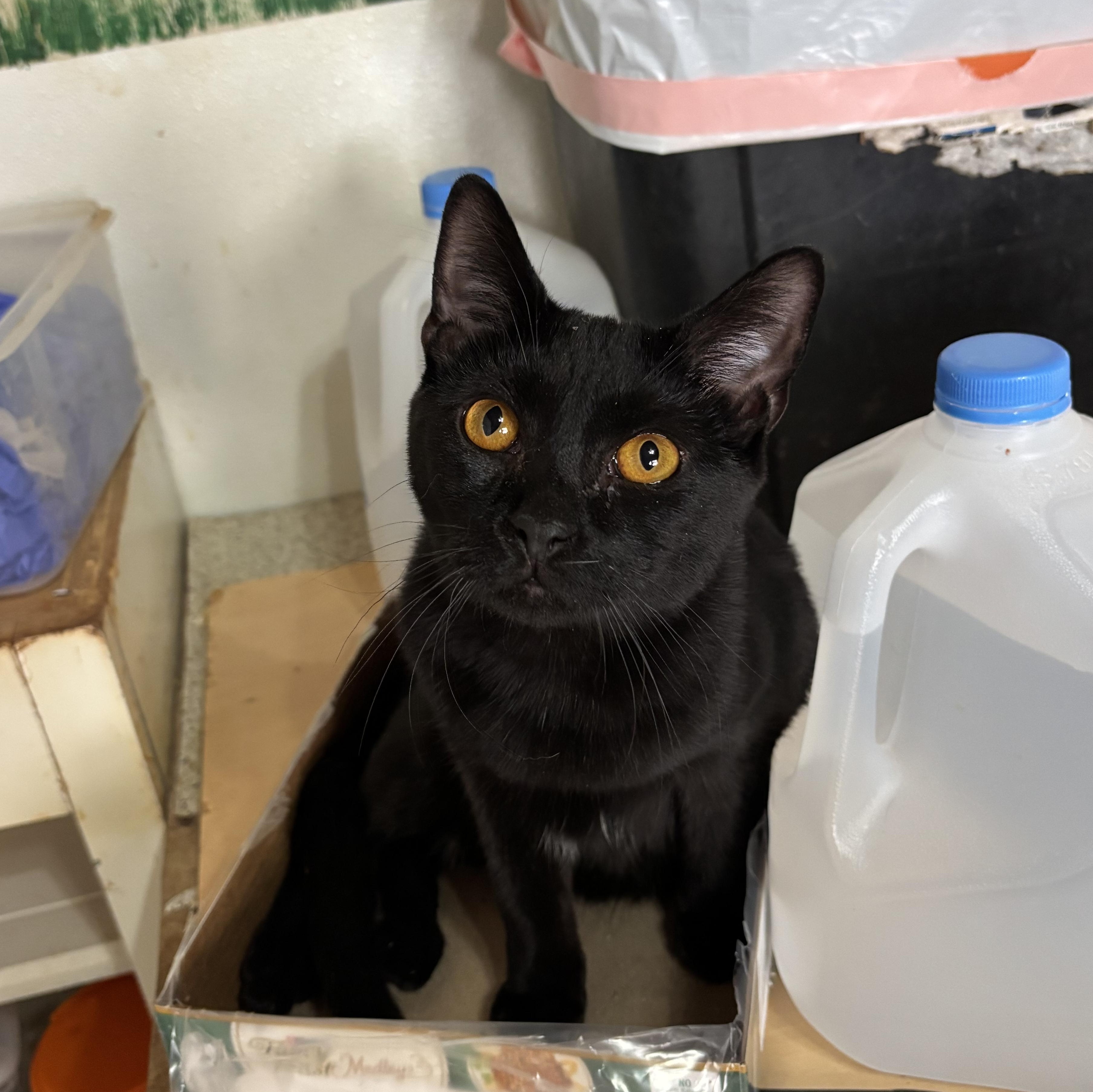 Enlarge Ruby, a Adoptable Domestic Short Hair in Anderson , SC image 3/3