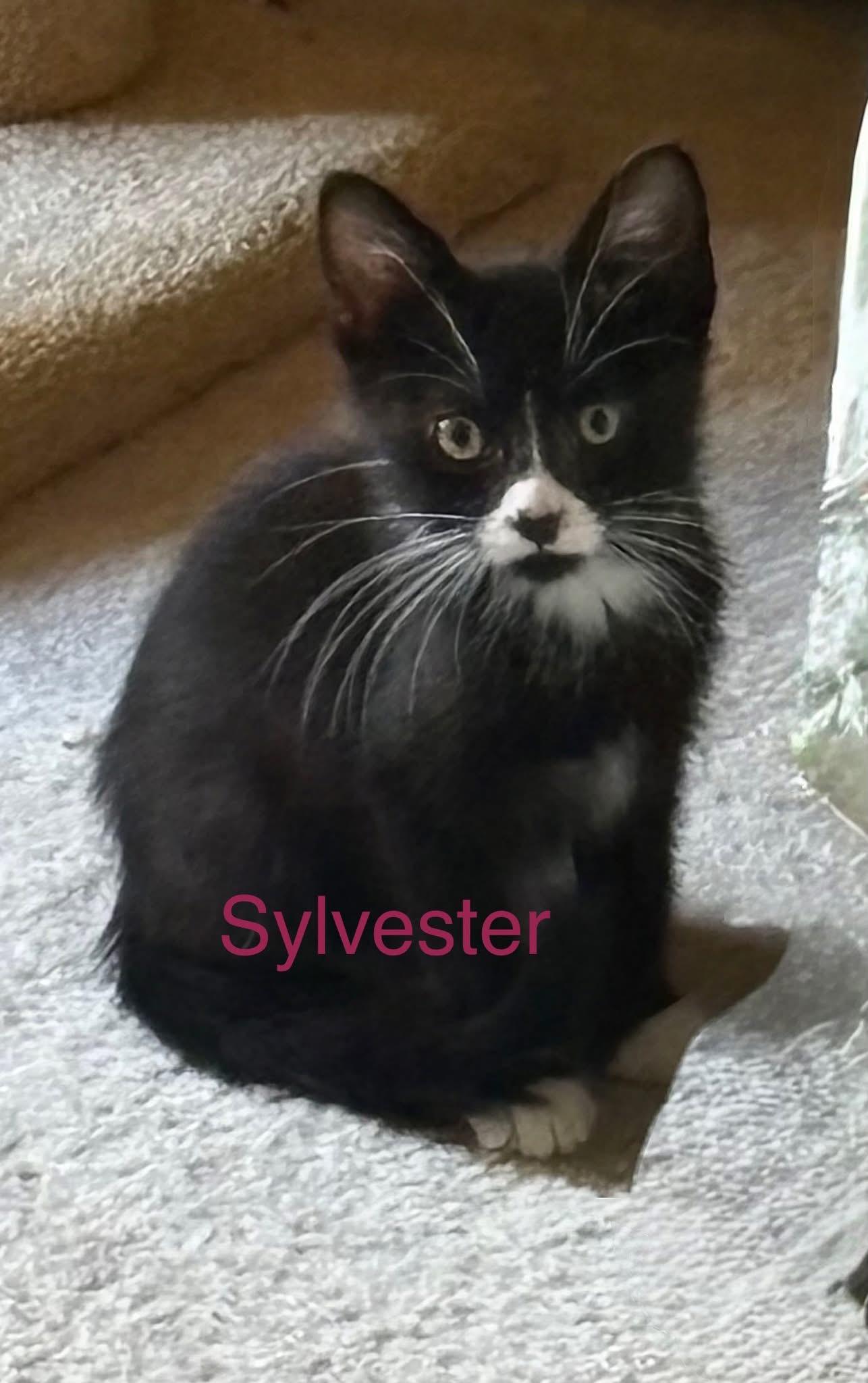 Sylvester
