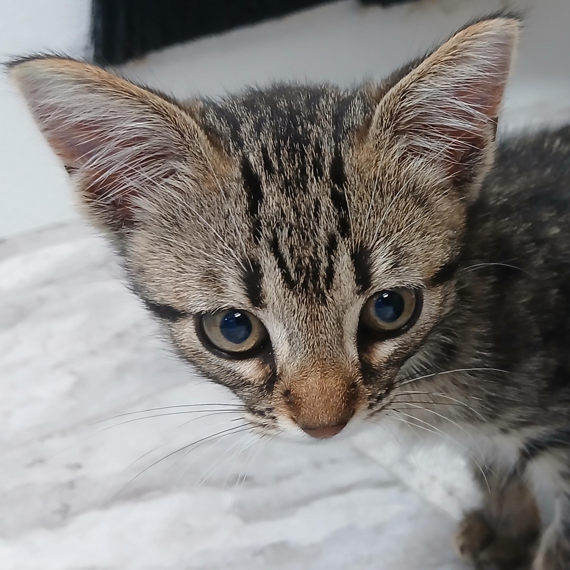 Guillermo, Adoptable, Kitten Male Domestic Short Hair.