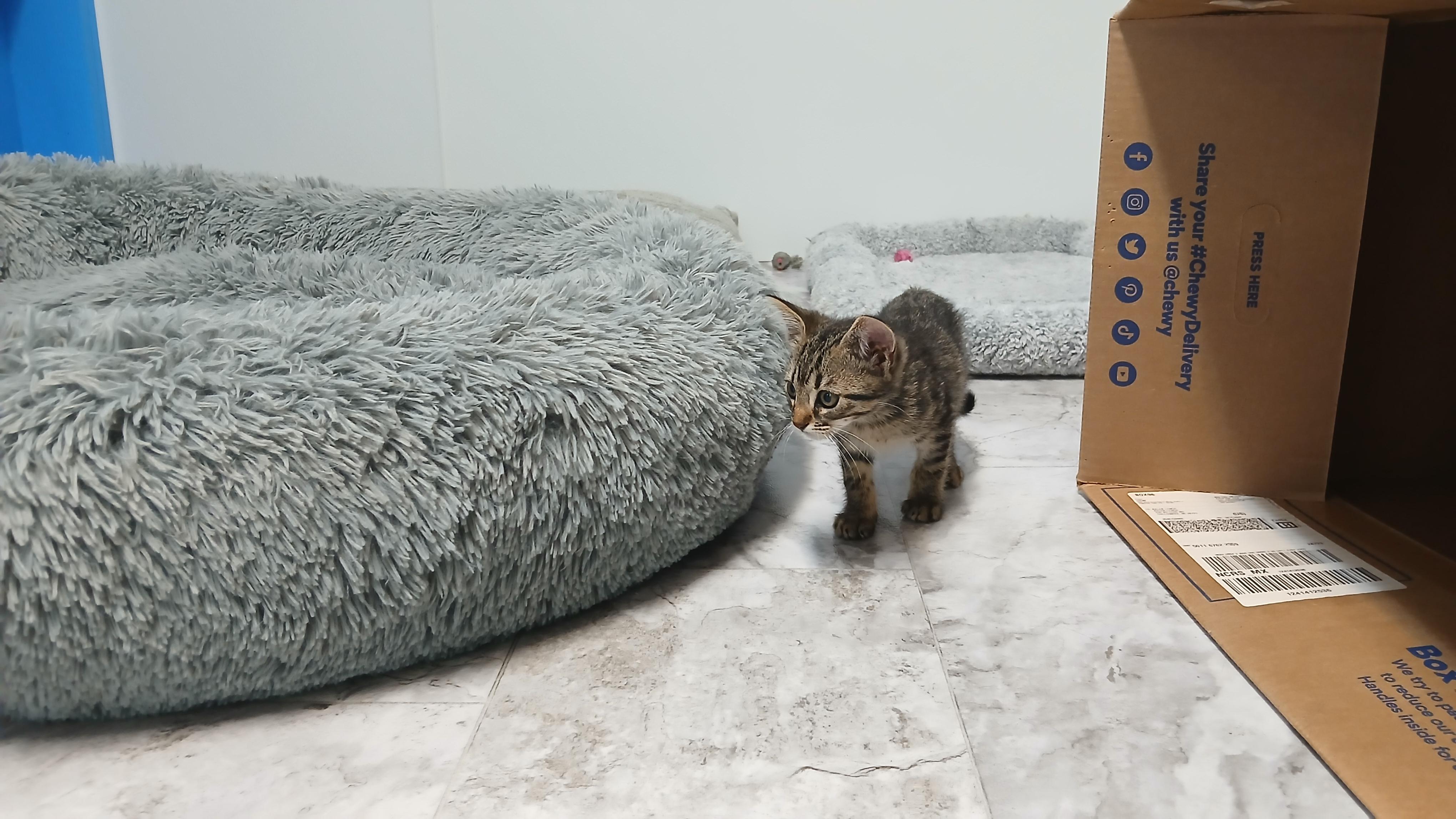 Guillermo, a Adoptable Domestic Short Hair in Cullowhee, NC image 5/6