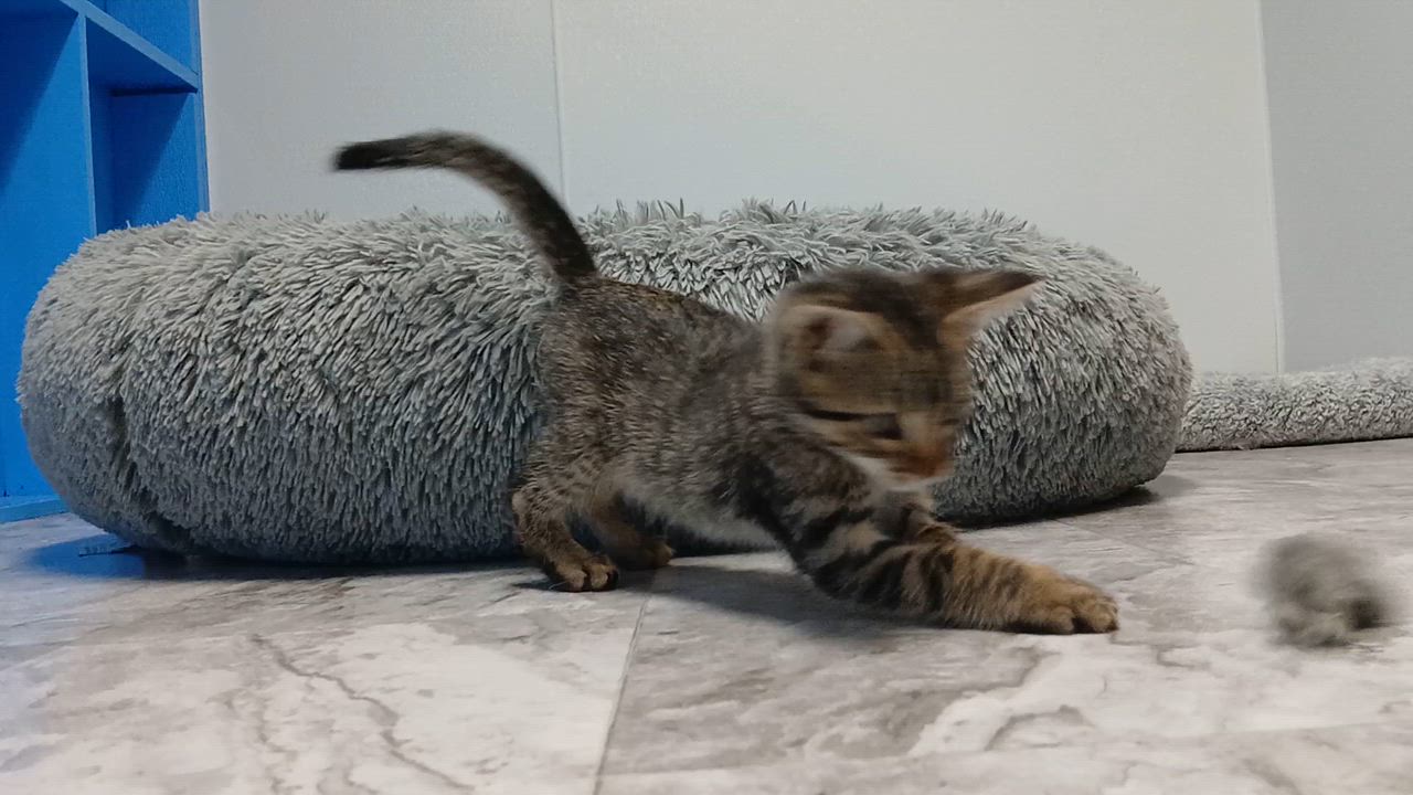 Enlarge Guillermo, a Adoptable Domestic Short Hair in Cullowhee, NC video 2/6