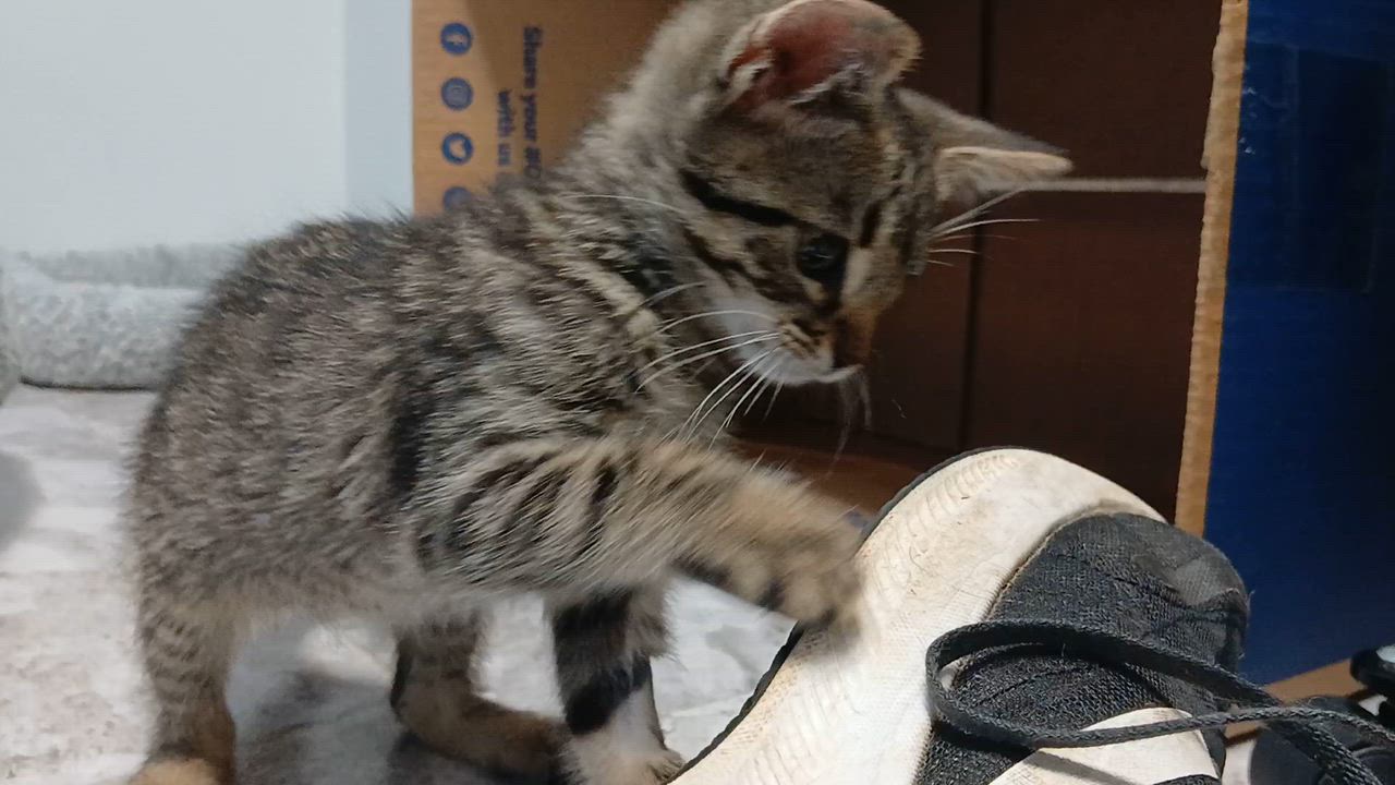 Enlarge Guillermo, a Adoptable Domestic Short Hair in Cullowhee, NC video 6/6