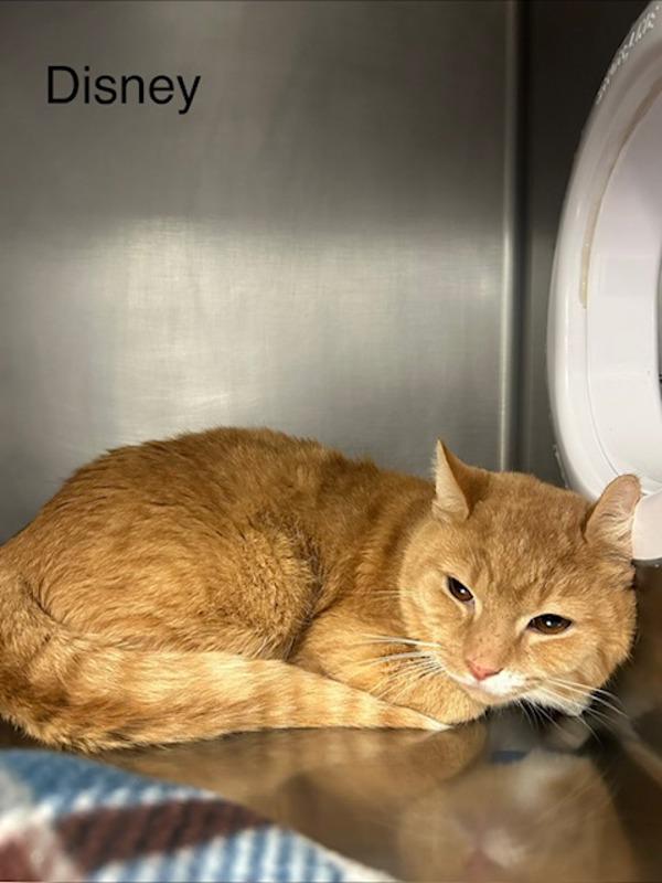 Disney, Adoptable, Adult Male Domestic Short Hair.