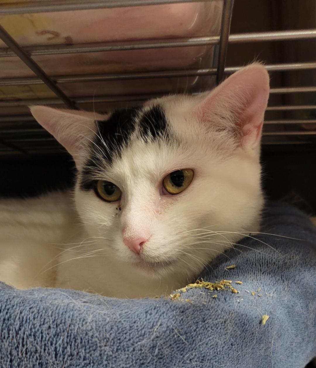 Devon, Adoptable, Adult Male Domestic Short Hair.