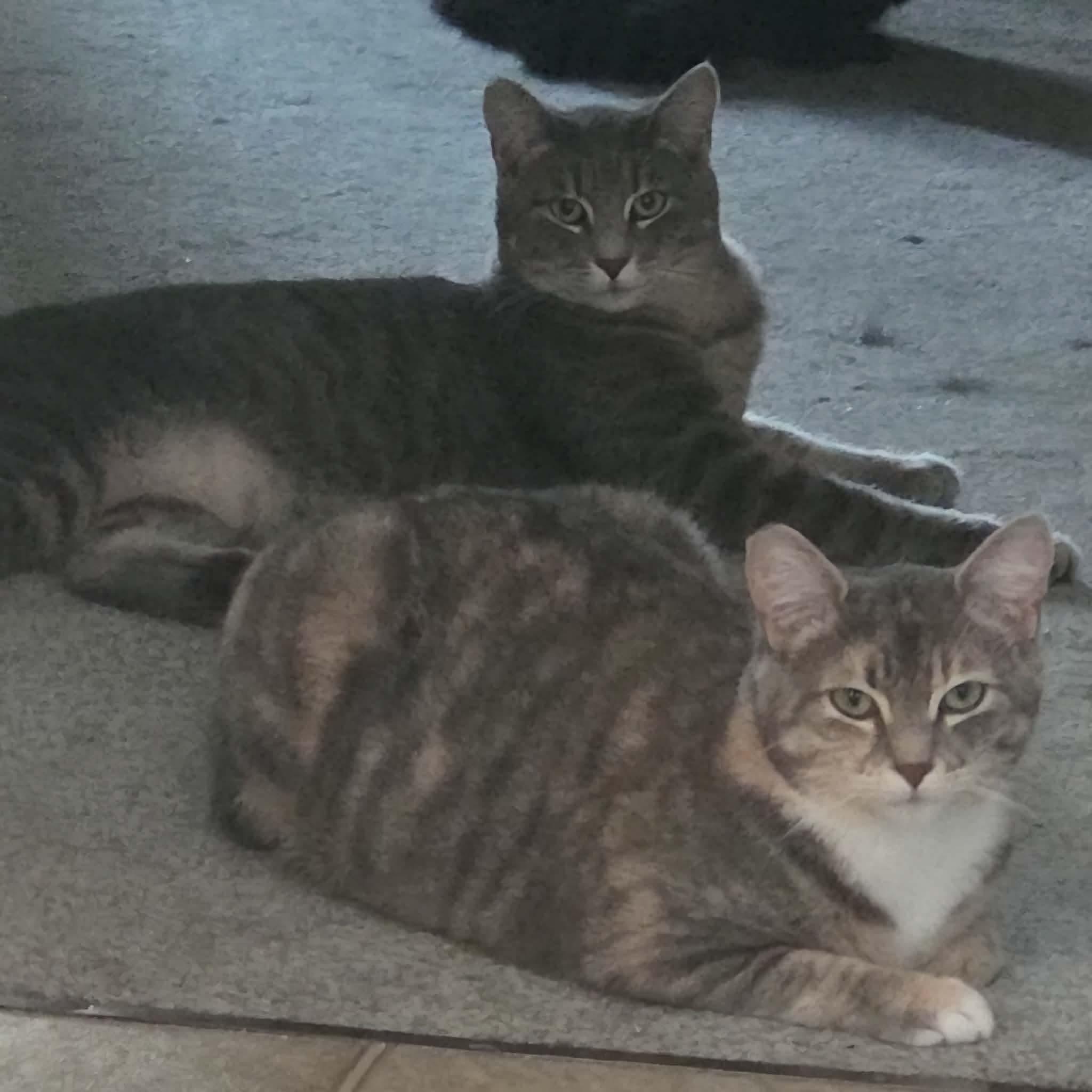 Teddy and Tilly (Bonded Bro/Sis), ADOPTABLE, Kitten Female Tabby & Domestic Short Hair.