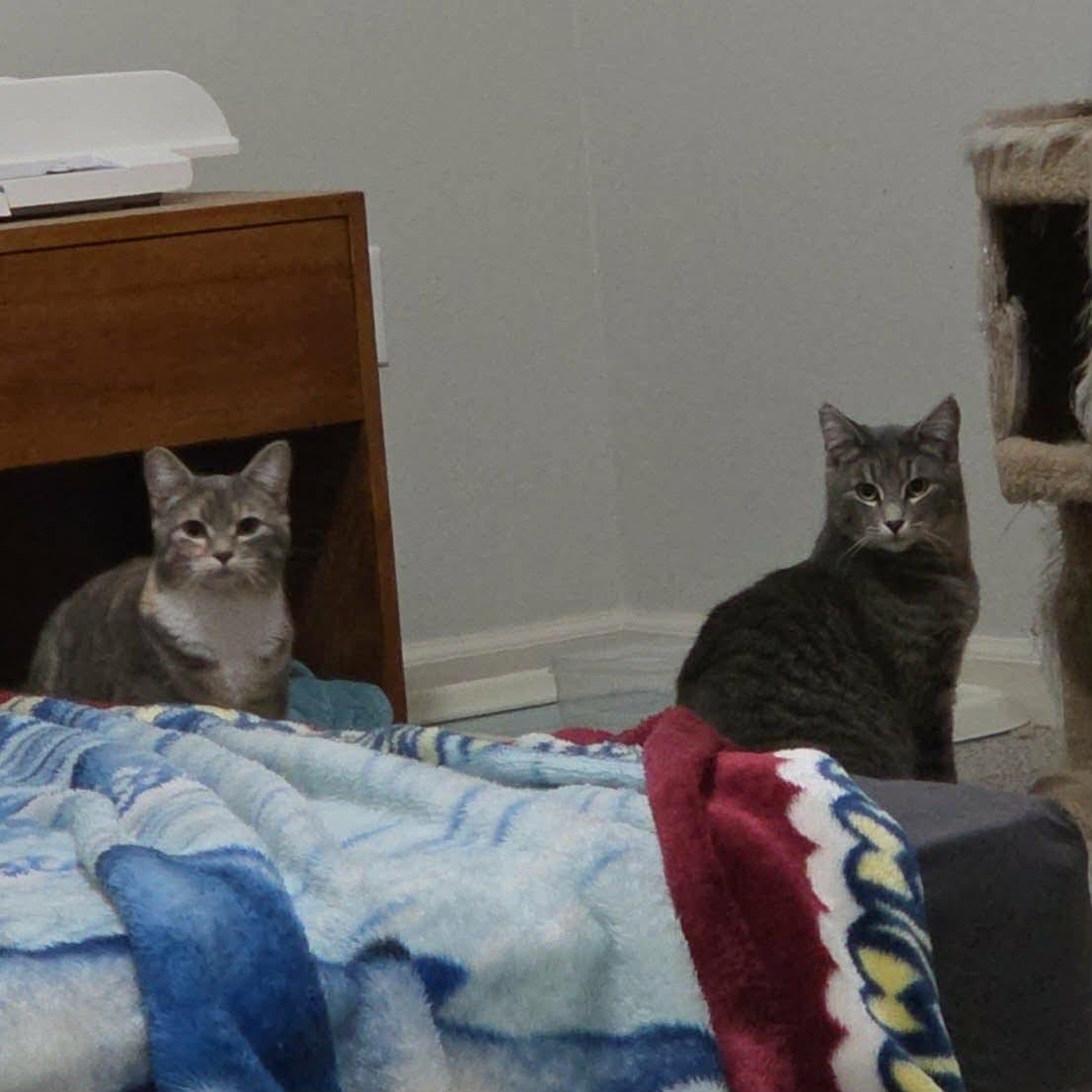Enlarge Teddy and Tilly (Bonded Bro/Sis), a ADOPTABLE mixed breed in Gladstone, OR image 6/6