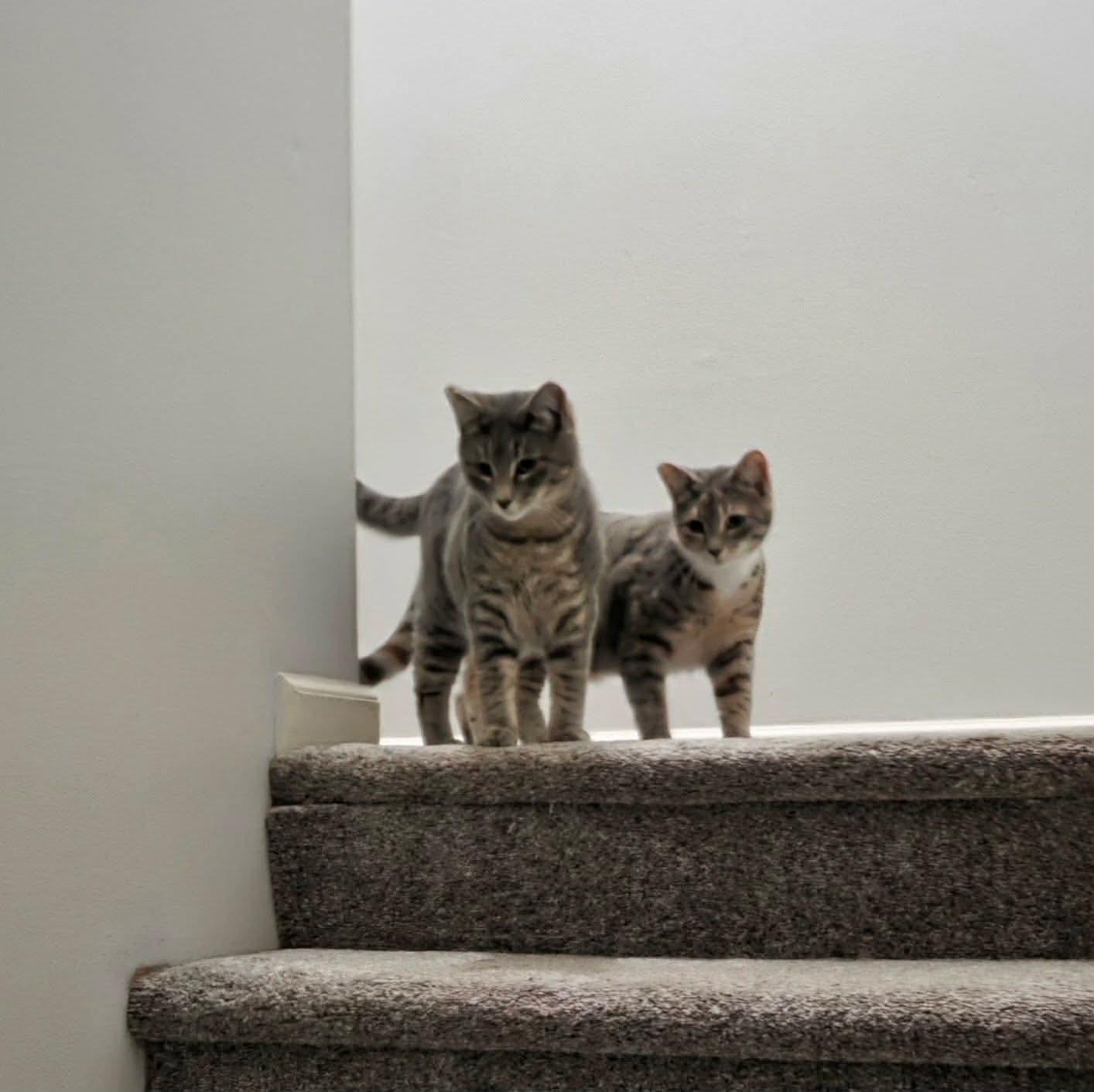 Enlarge Teddy and Tilly (Bonded Bro/Sis), a ADOPTABLE mixed breed in Gladstone, OR image 3/6