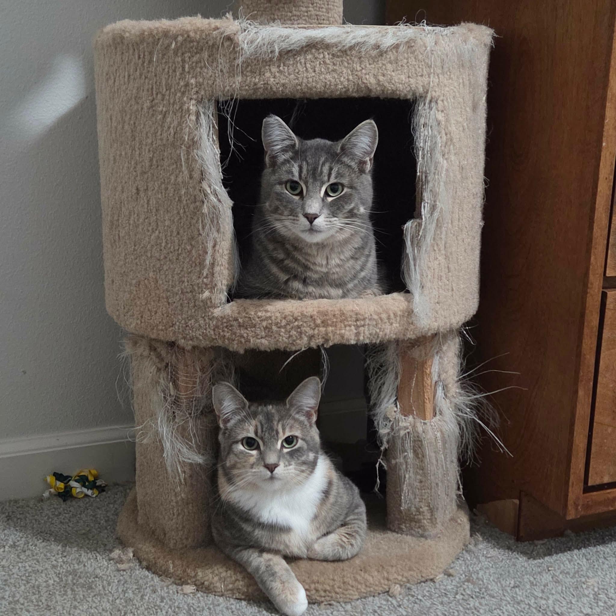 Teddy and Tilly (Bonded Bro/Sis), ADOPTABLE, Kitten Female Tabby & Domestic Short Hair.