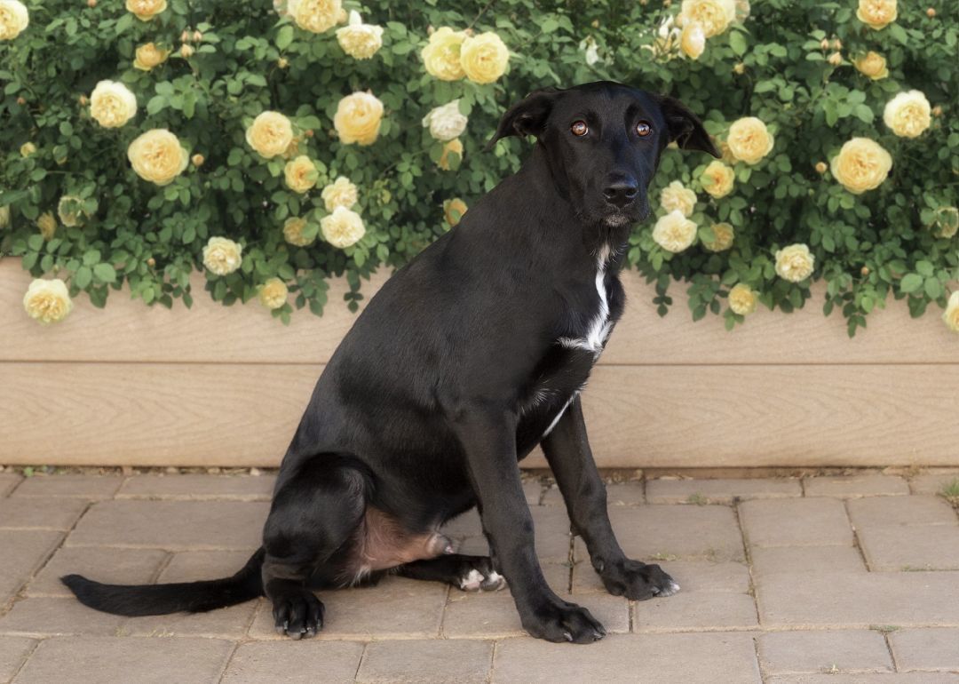 Enlarge Jack, a Adoptable mixed breed in El Cajon, CA image 3/4