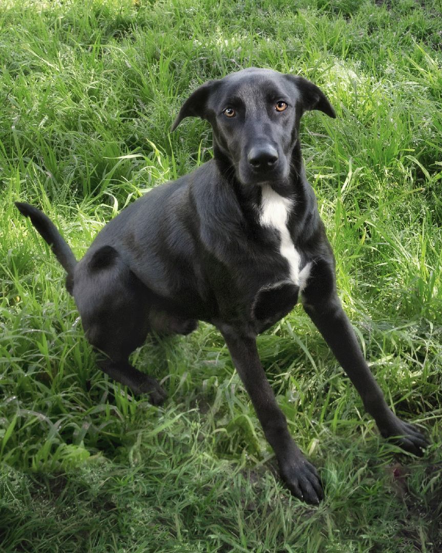 Enlarge Jack, a Adoptable mixed breed in El Cajon, CA image 1/4